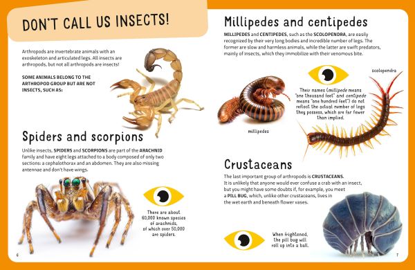 Book cover of The Top Ten: Weirdest Bugs, with a pink orchid mantis. Published by White Star.