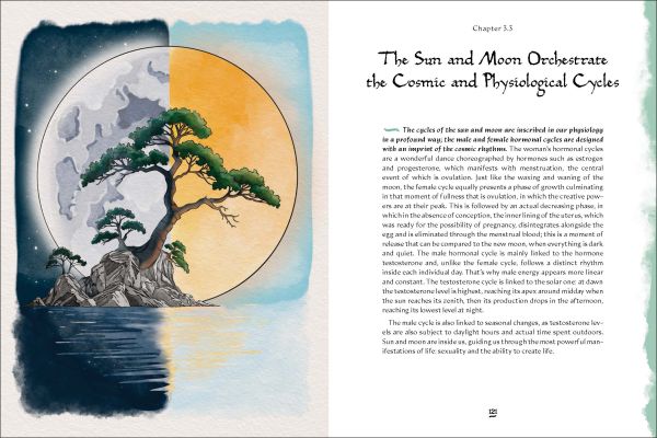 Book cover of Grimoire of Wellness: Natural Wisdom for Body, Mind and Spirit; featuring an owl, fox, toadstool, birds, flowers and bees. Published by White Star.