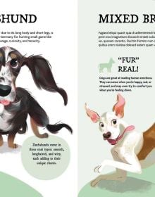 The Perfect Pet!