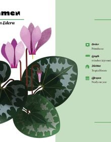 Naturepedia: Flowers and Blooms
