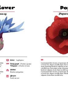 Naturepedia: Flowers and Blooms