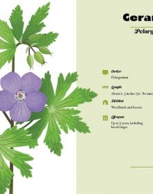 Naturepedia: Flowers and Blooms