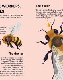 Small Steps, Big Discoveries: Bees