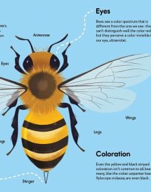 Small Steps, Big Discoveries: Bees