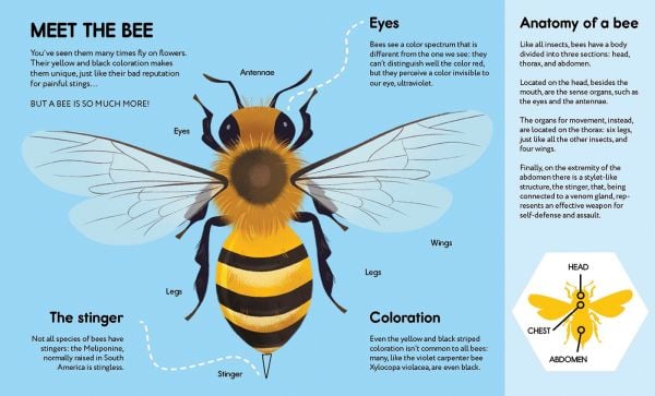 Small Steps, Big Discoveries: Bees