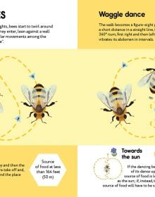 Small Steps, Big Discoveries: Bees