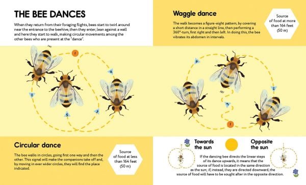 Small Steps, Big Discoveries: Bees