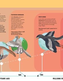 The World of Birds