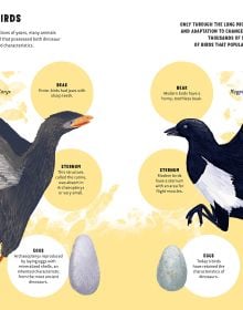The World of Birds