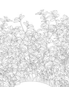 Enchanted Forest. Coloring Book