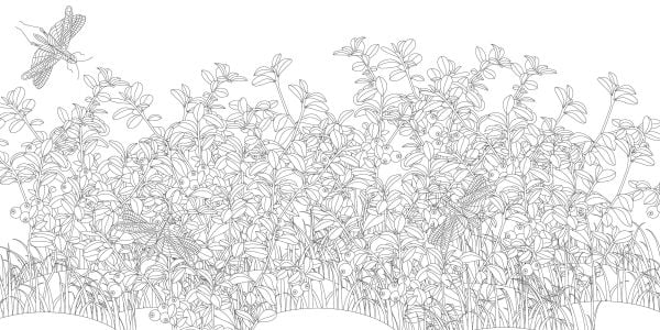Enchanted Forest. Coloring Book