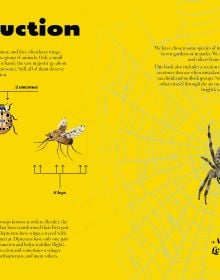 Naturepedia: Bugs and Little Creatures