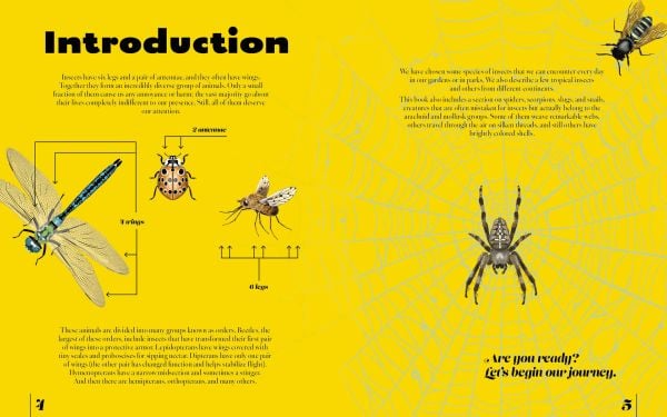 Naturepedia: Bugs and Little Creatures