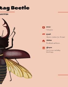 Naturepedia: Bugs and Little Creatures