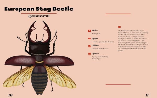 Naturepedia: Bugs and Little Creatures