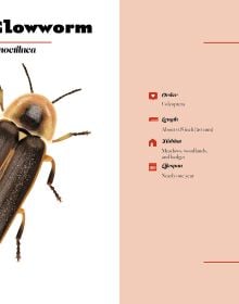 Naturepedia: Bugs and Little Creatures