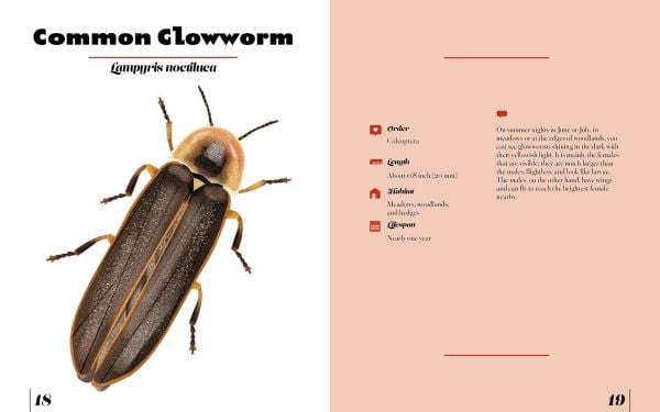 Naturepedia: Bugs and Little Creatures