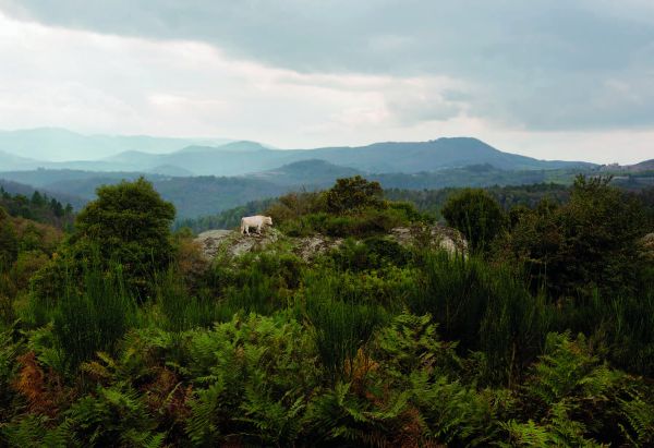 Pale grey cover of The Thin Line, featuring a tall post with shallow cone shape on top. Published by 5 Continents Editions.