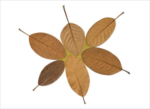 Book cover of art monograph Susanna Bauer, with brown leaf with white circle of beads embroidered to centre. Published by 5 Continents Editions.