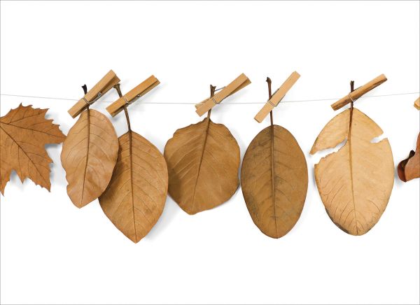 Book cover of art monograph Susanna Bauer, with brown leaf with white circle of beads embroidered to centre. Published by 5 Continents Editions.