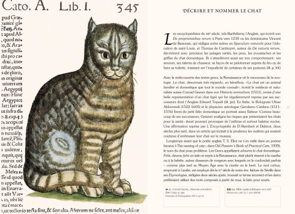Book cover of The Well-Read Cat; featuring an illustration of a cat looking up. Published by Officina Libraria.