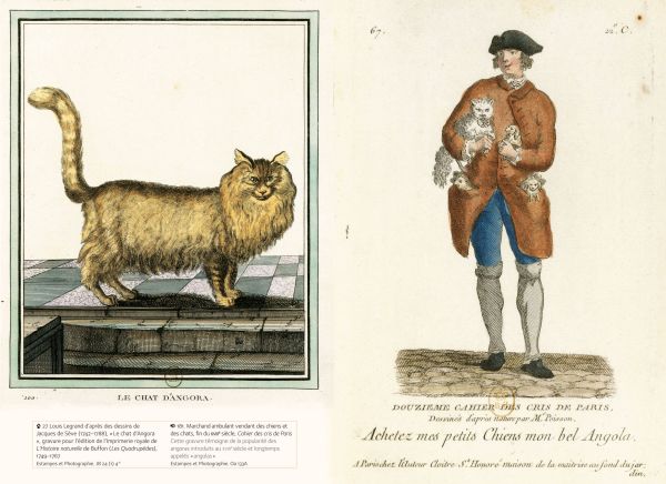 Book cover of The Well-Read Cat; featuring an illustration of a cat looking up. Published by Officina Libraria.