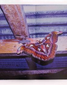 Book cover of Arko Datto's What News of the Snake That Lost its Heart in the Fire: Snakefire, with a large outline of butterfly. Published by L'Artiere.