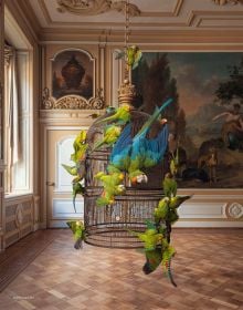 Book cover of Packshots: Darwin, Sinke & van Tongeren; 300 Fine Taxidermy Artworks, featuring a bird. Published by Lannoo Publishers.