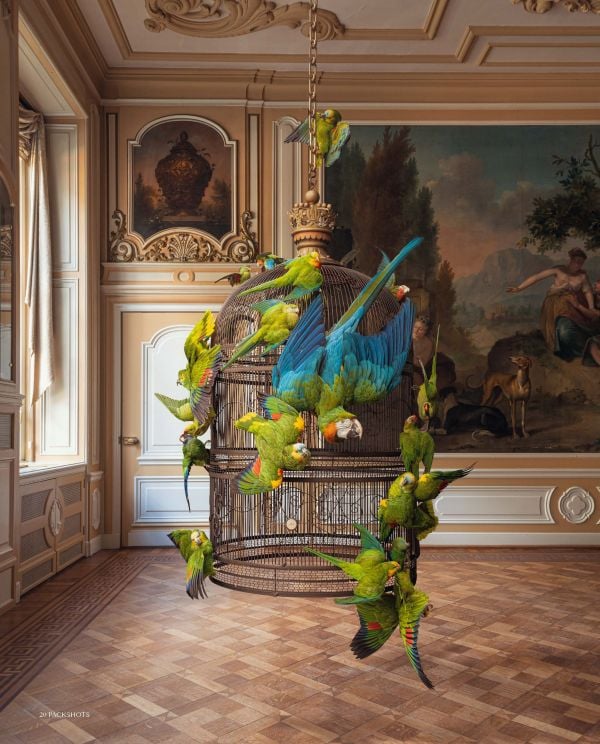 Book cover of Packshots: Darwin, Sinke & van Tongeren; 300 Fine Taxidermy Artworks, featuring a bird. Published by Lannoo Publishers.