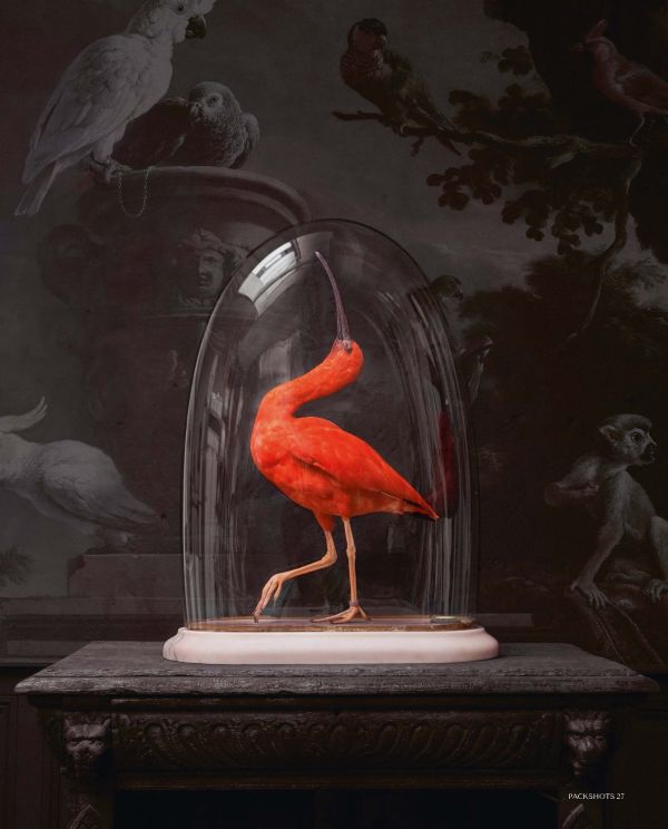 Book cover of Packshots: Darwin, Sinke & van Tongeren; 300 Fine Taxidermy Artworks, featuring a bird. Published by Lannoo Publishers.