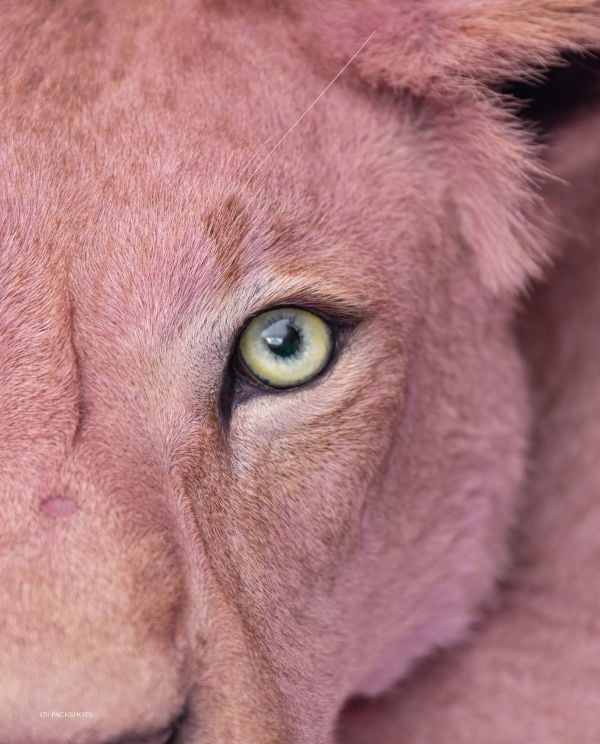 Book cover of Packshots: Darwin, Sinke & van Tongeren; 300 Fine Taxidermy Artworks, featuring a bird. Published by Lannoo Publishers.