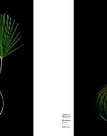 Book cover of Ikebana. Opposites Attract. Published by Stichting.
