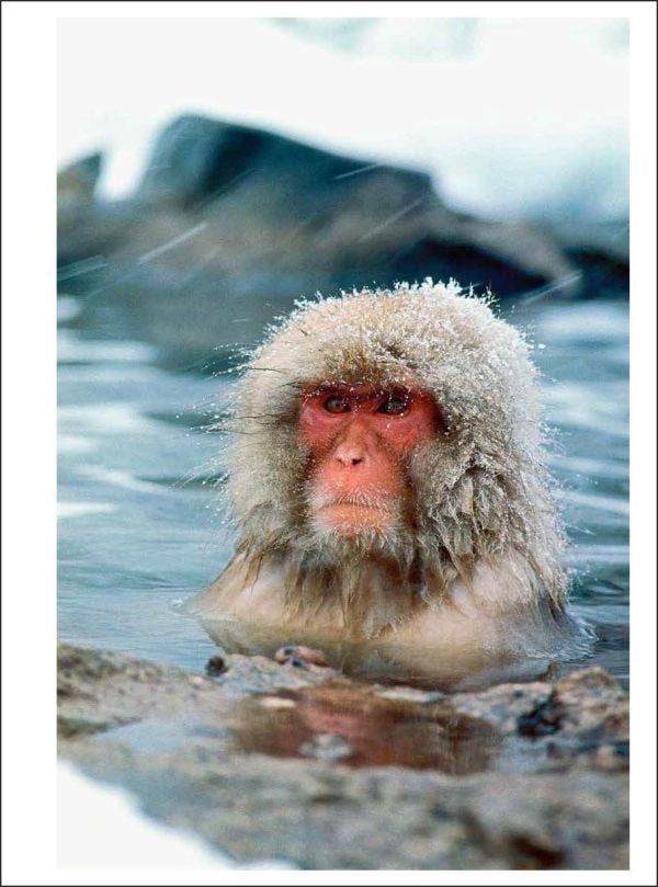 Book cover of Co Rentmeester: Witnessing Life; featuring basketball player Michael Jordan airborne with basketball in hand. Published by Lannoo Publishers.