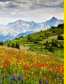 The Wildflower Travel Book