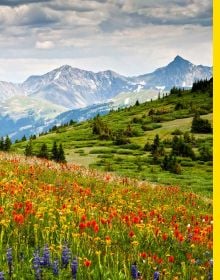 Book cover of The Wildflower Travel Book: 50 Colourful Destinations in Nature; featuring a vibrant coastal scene with blooming orange and purple wildflowers along a winding road. Published by Lannoo Publishers.