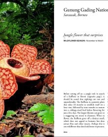 The Wildflower Travel Book