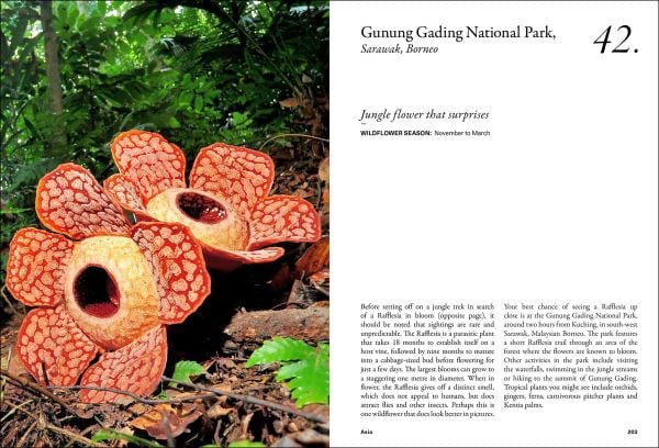 The Wildflower Travel Book