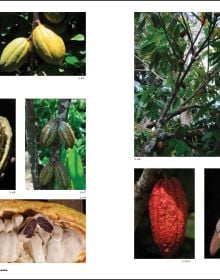 Book cover of Baracoa: Cuna del cacao de Cuba / Birthplace of cacao in Cuba. Published by Hopper&Fuchs.