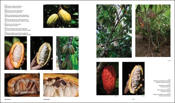 Book cover of Baracoa: Cuna del cacao de Cuba / Birthplace of cacao in Cuba. Published by Hopper&Fuchs.