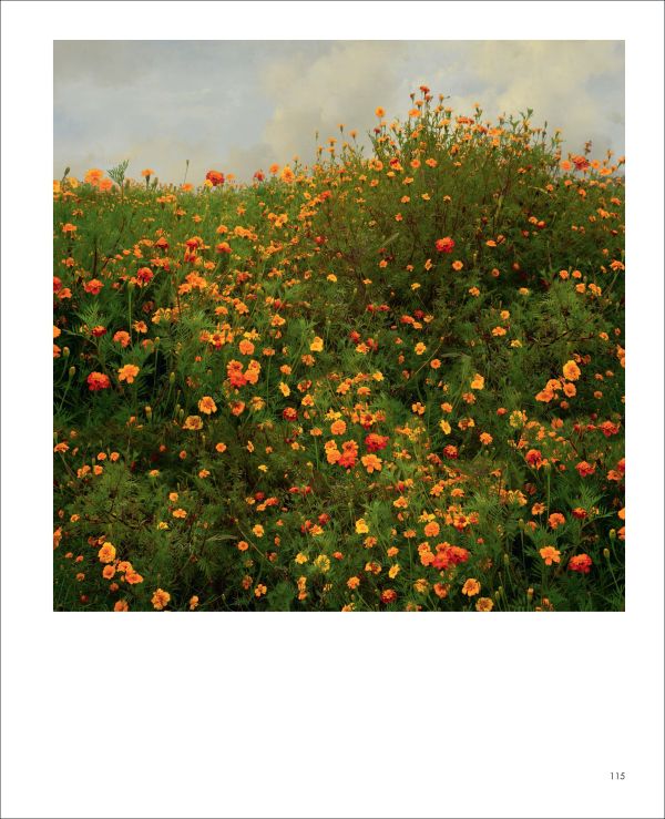 Painterly landscape of cloudy blue sky with tall white headed plants, obscuring river, on cover of 'Pictorial Landscape Photography, Saskia Boelsums', by Lanno Publishers.