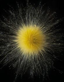 Microscopic photograph of yellow and white circular phytoplankton, on black cover, 'Planktonium', by Lannoo Publishers.