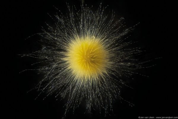 Book cover of Planktonium, featuring a microscopic image of yellow and white circular phytoplankton. Published by Lannoo Publishers.