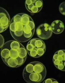 Microscopic photograph of yellow and white circular phytoplankton, on black cover, 'PLANKTONIUM', in purple font above.