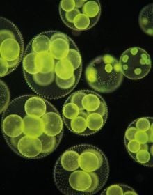 Microscopic photograph of yellow and white circular phytoplankton, on black cover, 'Planktonium', by Lannoo Publishers.