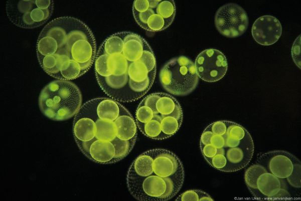 Book cover of Planktonium, featuring a microscopic image of yellow and white circular phytoplankton. Published by Lannoo Publishers.