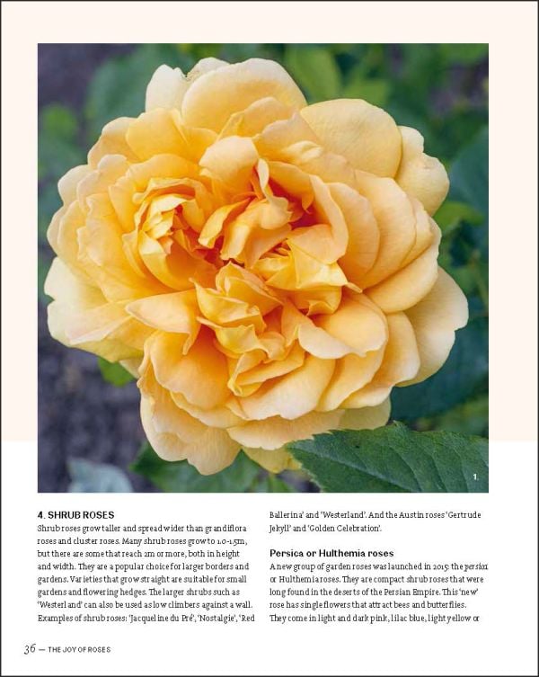 Book cover of The Joy of Roses, with a group of various colored roses. Published by Lannoo Publishers.