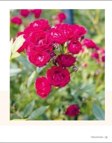 Book cover of The Joy of Roses, with a group of various coloured roses. Published by Lannoo Publishers.