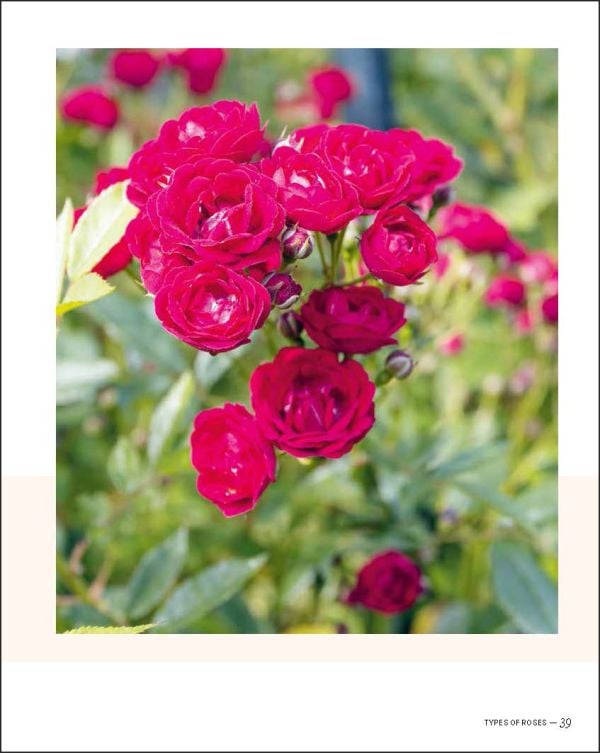 Book cover of The Joy of Roses, with a group of various colored roses. Published by Lannoo Publishers.