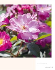 Book cover of The Joy of Roses, with a group of various coloured roses. Published by Lannoo Publishers.