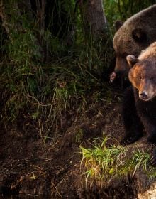 Polar bear standing on iceberg eating its kill, on cover of 'From north to the south pole - Latitude', by Booxencounters.